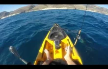 Atak rekinów na kajakarza. 100% hit rate.