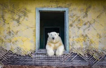 Niedźwiedzie polarne w opuszczonej stacji meteo na Czukotce