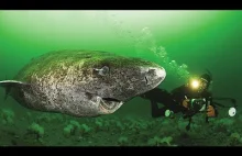 Najstarszy rekin świata - rekin polarny w wieku 512 lat.