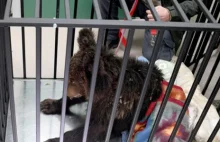 Uśpiono niedźwiadka, który 10 dni temu trafił do placówki w Przemyślu