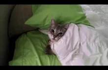 Kot kładzie się do łóżka