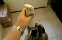 Pies je fasolowe burrito w mniej niz sekunde