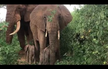 Nad rzeką Ewaso Ng'iro, Kenia urodziły się bliźnięta słoniątek.