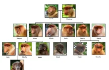 Uniwersum małp