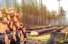 Rosja ograniczyła eksport produktów z drewna