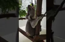 Jak brzmi szczęśliwy koala