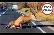 Uwaga! Zwierzęta na drodze #2 - [Nie dla wrażliwych +18]