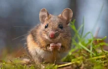Naukowcy: Omikron mógł powstać w myszach