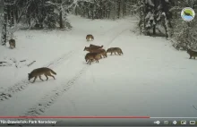 Rodzinna grupa 11 wilków uchwycona w Drawieńskim Parku Narodowym | VIDEO