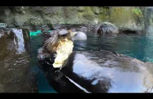 Wydry morskie jedzące ostrygi