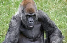 Nie żyje najstarszy na świecie samiec goryla. Miał 61 lat