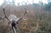 Jeleń atakuje myśliwego