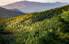 Ochrona lasów sprawiła, że już 3 kraje absorbują więcej CO2, niż emitują