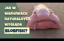 Blobfish - ryba z memów, dlaczego grozi jej wyginięcie?