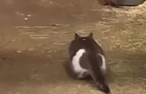 Kot łapiący gryzonia