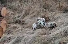 Dziki jak gatunek psa. Nietypowe zjawisko w opolskich lasach