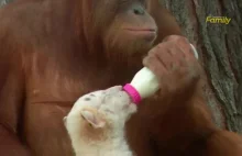 Orangutan karmi tygrysy