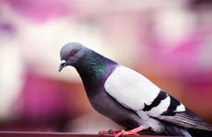 Naukowcy stworzyli najbardziej zaawansowany system do odpędzania gołębi
