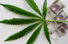 Legalizacja marihuany w Polsce = 10 miliardów złotych z podatków?