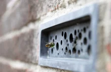Brighton wprowadza obowiązek używania cegieł z domami dla pszczół.
