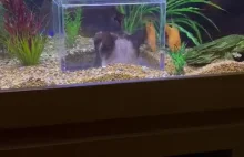 Kitku podziwia rybki w akwarium
