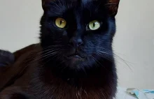 Pomoc dla czarnego kotka