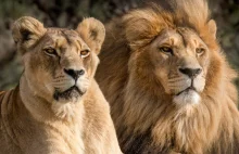 Lwica zabiła pracownika zoo i uciekła z innym lwem