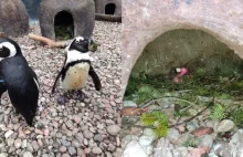 Homoseksualna para pingwinów adoptowała różowego flaminga [ZDJĘCIA]
