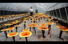 Farma grzybów w Japonii