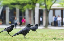 Szwedzka firma robi interesy z ptakami. Zbiorą niedopałki w zamian za żywność