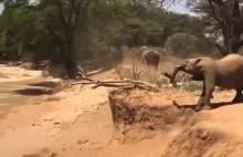 Matka słonica pokazująca swojemu dziecku jak schodzić z góry