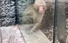 Zabawna reakcja małpy na sztuczkę