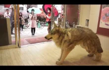 Realistyczny kostium wilka w galerii