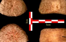 Odkryto kręgi dziecka sprzed 1,5 mln lat