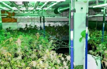 Ogromna plantacja marihuany w domu na Zielonym Ursynowie