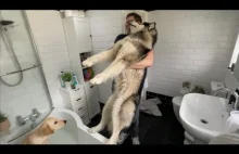 Alaskan Malamute baaardzo nie lubi domowych kąpieli