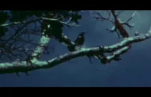 The Last Call Of A Species. Kauaʻi ʻōʻō bird recorded in 1987.