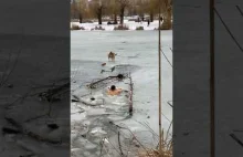 Ratowanie psa z lodu