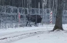 Wojsko przepuściło przez zasieki żubra, by wrócił z Białorusi do stada w Polsce