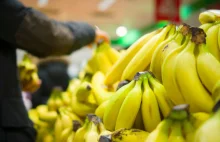 Skąd biorą się banany z kokainą w polskich sklepach?