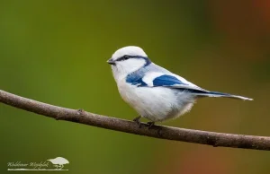 Sikora lazurowa (Cyanistes cyanus) – piękność ze wschodu