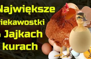 Największe i często nieprzyjemne fakty o jajkach i kurach