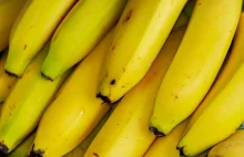 Kokaina w bananach: Jak znalazła się w Lidlu i Biedronce? -