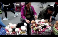 This is How They Sell Puppies in China