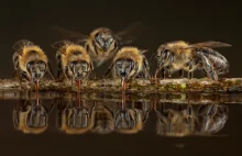 Pszczoła miodna jako obiecujący gatunek modelowy w badaniach nad alkoholizmem
