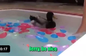 Jerry - kaczka obronna