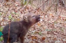Leśna kamera zarejestrowała pierwsze wycie malutkiego wilka
