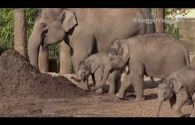 Cute Baby Elephants Mad Noisy Dash Towards Food