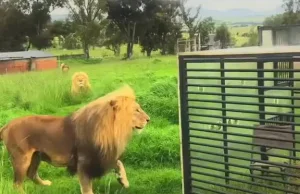 Atrakcja dla lwów