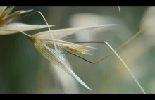 Te nasiona mogą chodzić! | Zielona Planeta | BBC Earth